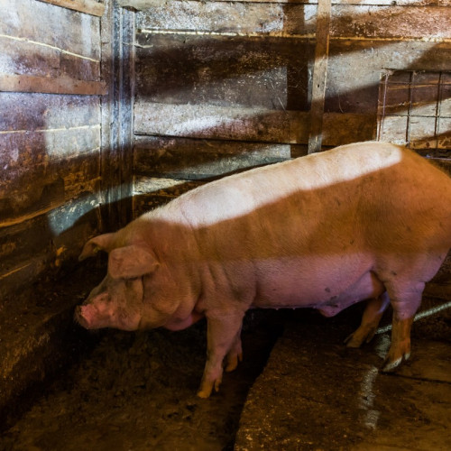 Focar de pestă porcină africană confirmat în localitatea Chesler