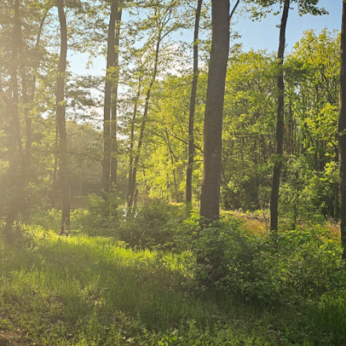 Centurile verzi, o prioritate pentru un oraș mai sănătos și ecologic